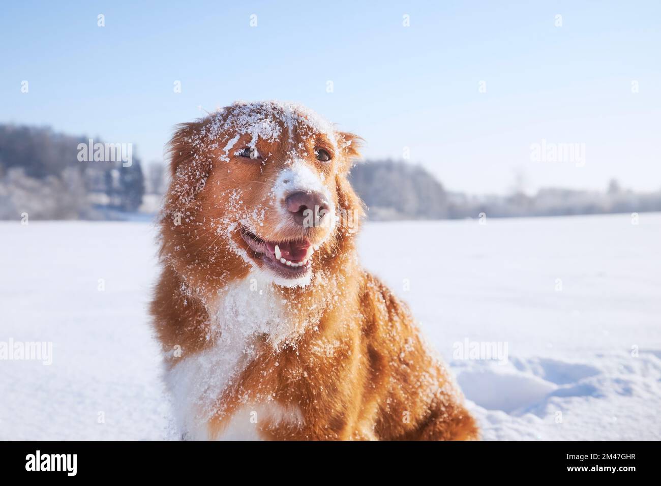 Portrait d'un chien heureux dans la neige profonde. Retriever de canard de la Nouvelle-Écosse en nature hivernale. Banque D'Images