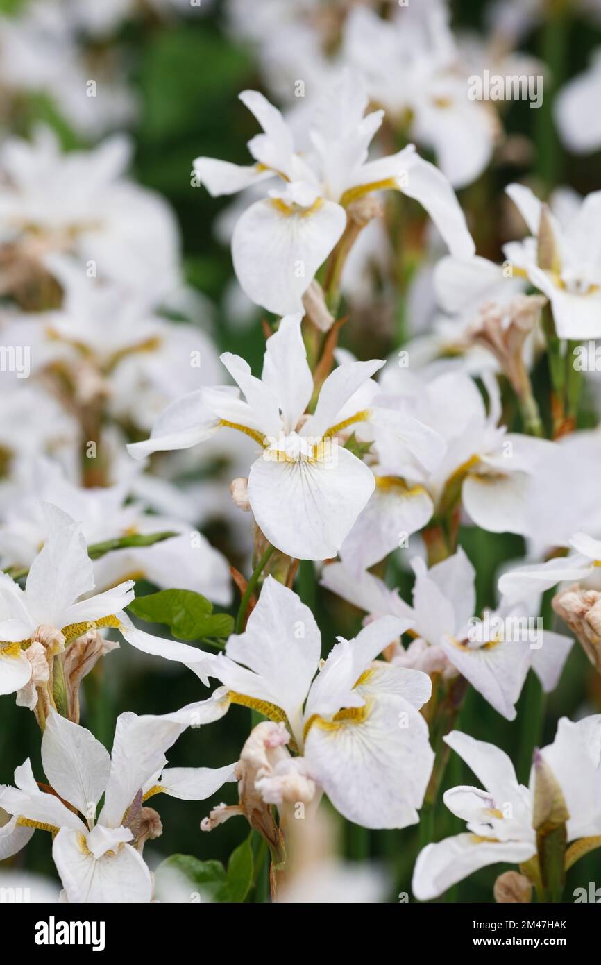 Iris 'Hohe Warte' fleurs. Banque D'Images
