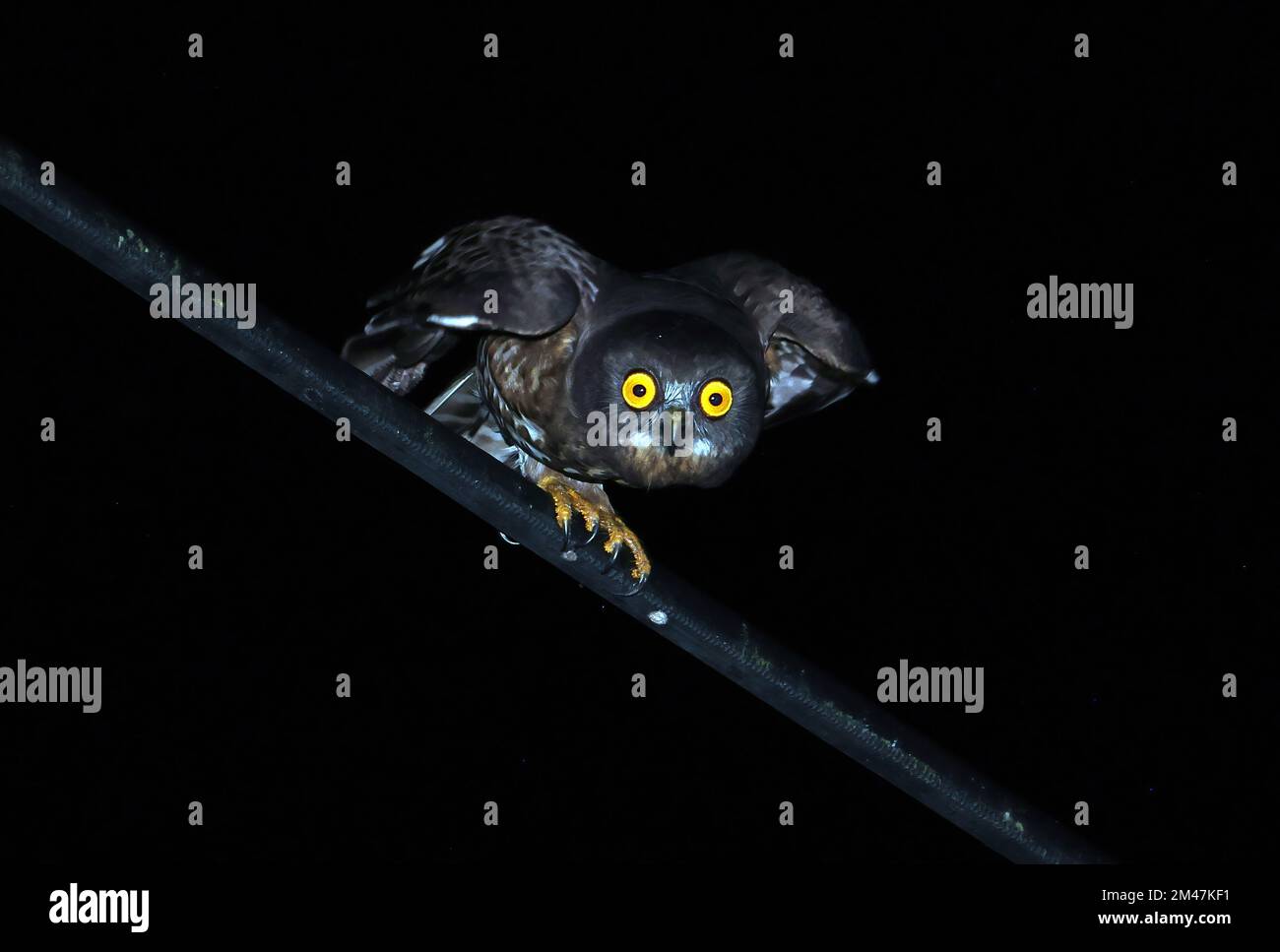 Brown Hawk-Owl (Ninox scutulata burmanica) adulte sur le point de voler de la ligne de puissance Cat Tien, Vietnam Décembre Banque D'Images