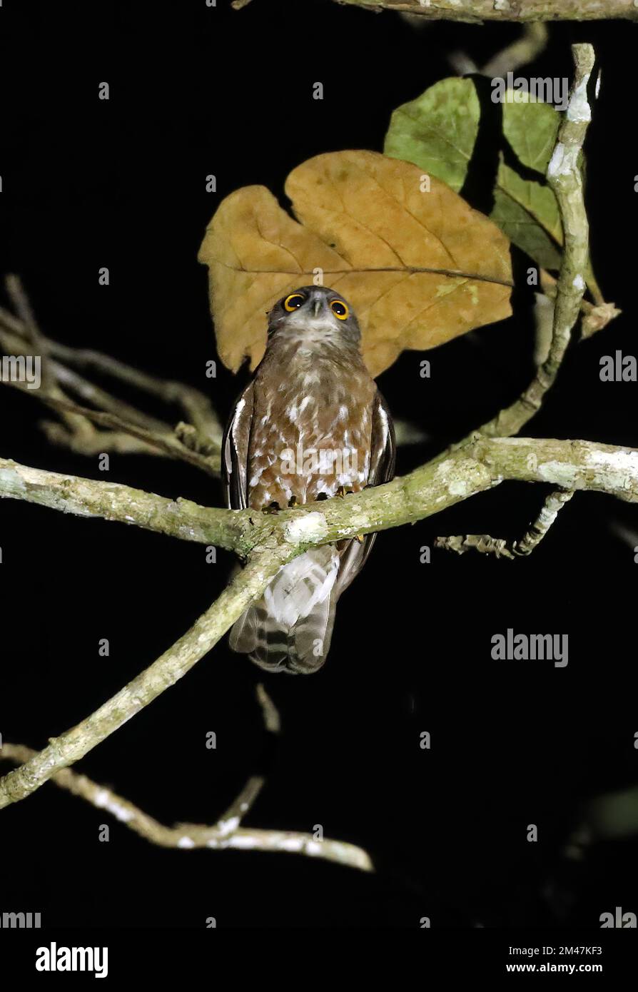 Brown Hawk-Owl (Ninox scutulata burmanica) adulte perché sur la branche dans la nuit Cat Tien, Vietnam Décembre Banque D'Images