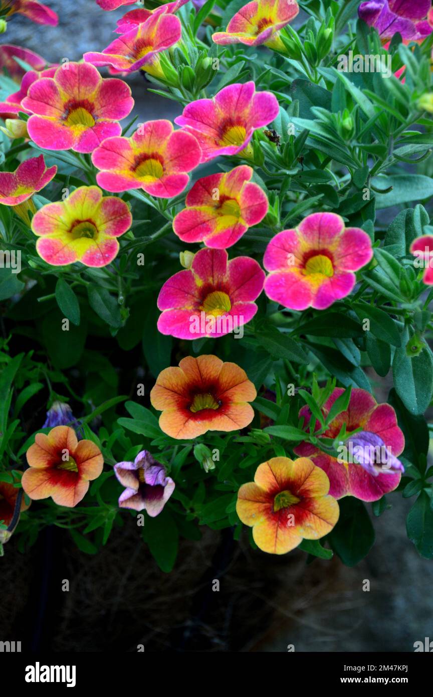 Pink/Yellow/Orange Calibrachoas (million Bells, pétunias de fuite ou Superbells) fleurs cultivées dans une frontière dans un jardin anglais de campagne, Lancashire. Banque D'Images