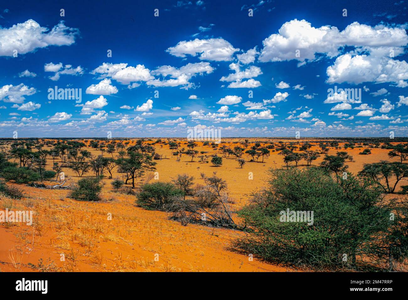Région du désert de Kalahari en Namibie Banque D'Images