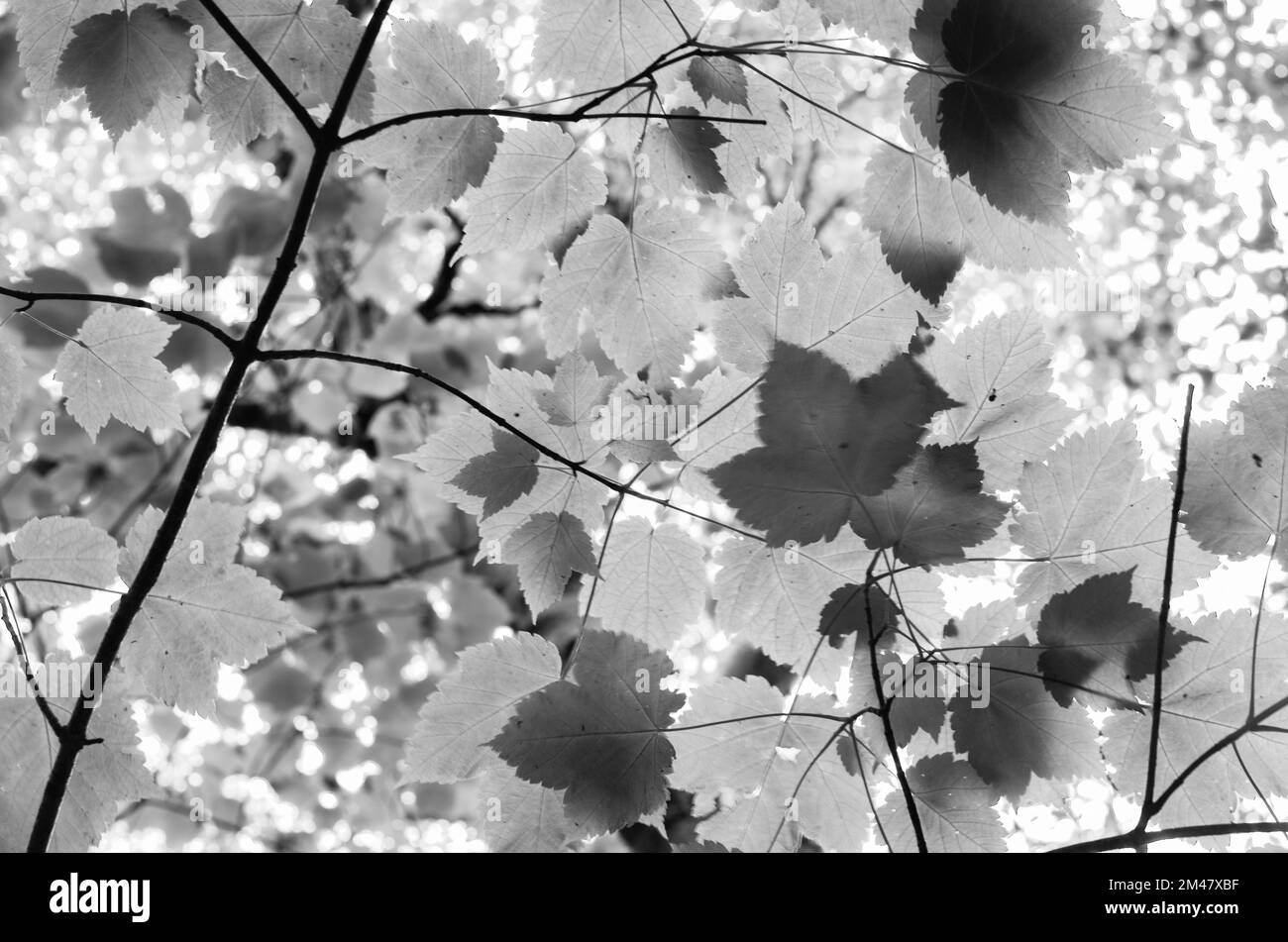 Photo d'une voûte d'arbres en direction du ciel, NH, Etats-Unis Banque D'Images