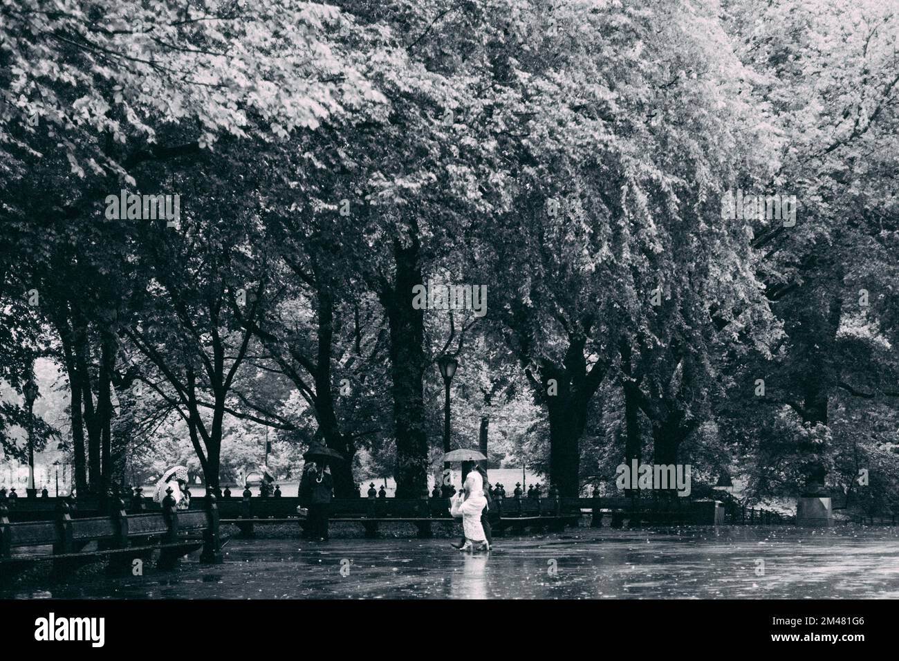 New York Manhattan, 02,10 - 10.10.22: Ein Hochzeitspaar spaziert im Regen durch den Central Park. Foto: Pressefoto Mika Volkmann Banque D'Images