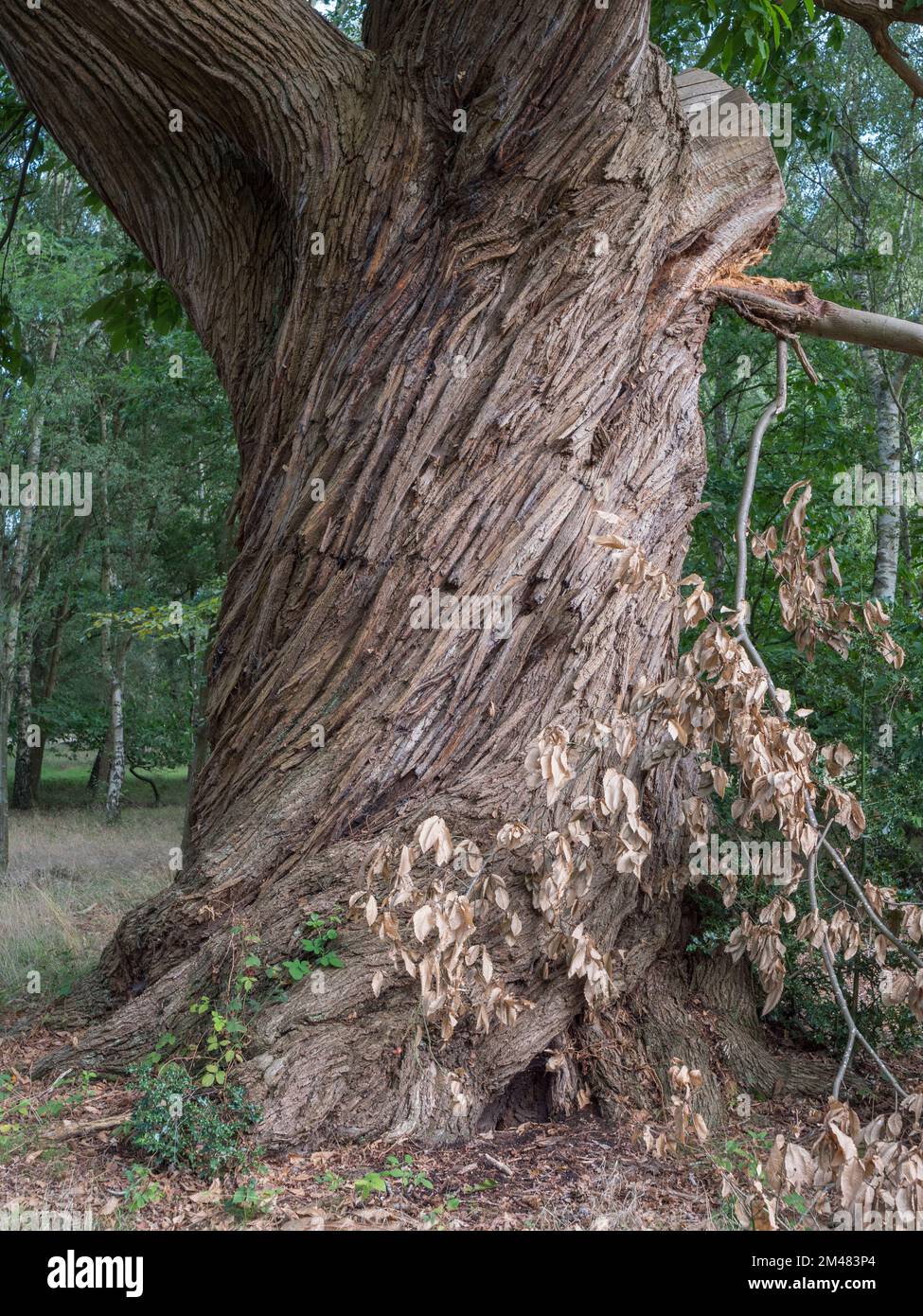 Gros plan de l'écorce vrillée sur un châtaignier à Windsor Great Park, Surrey, Royaume-Uni. Banque D'Images