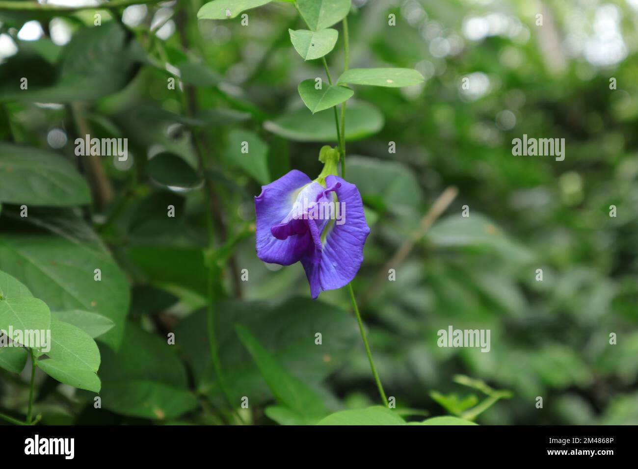 Une fleur bleue à double couche de pois papillons (Clitoria Ternatea) est accrochée à la vigne dans le jardin Banque D'Images