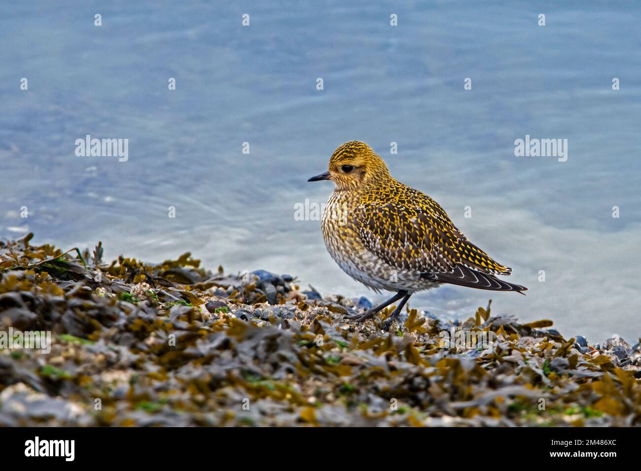 Pluvier doré européen (Pluvialis abricaria / Charadrius abriarius) dans le plumage non-reproducteur sur une plage de sable le long de la côte de la mer du Nord en hiver Banque D'Images