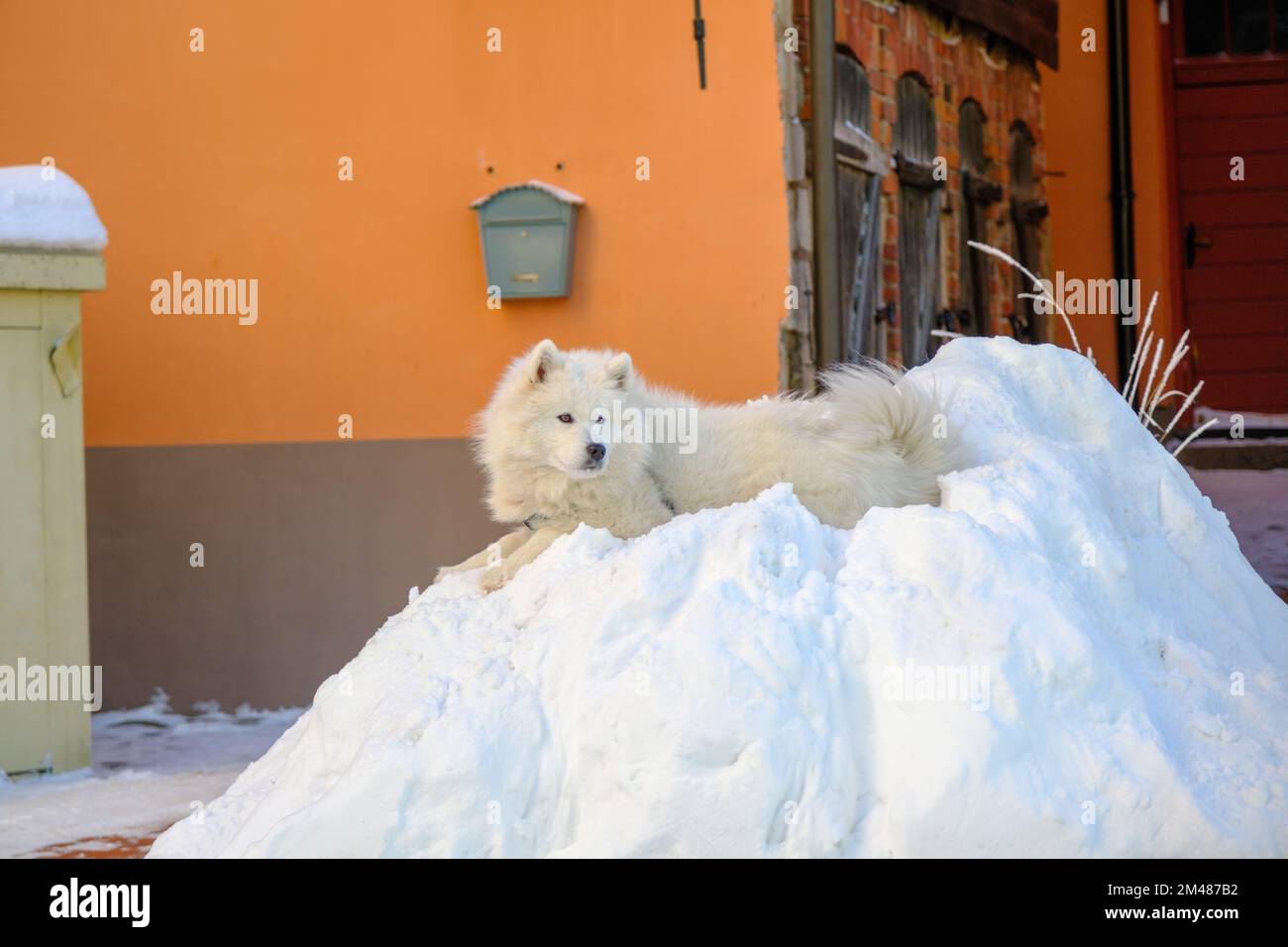Chien Samoyed, très beau et blanc pur. Un chien est couché dans une pile de neige Banque D'Images