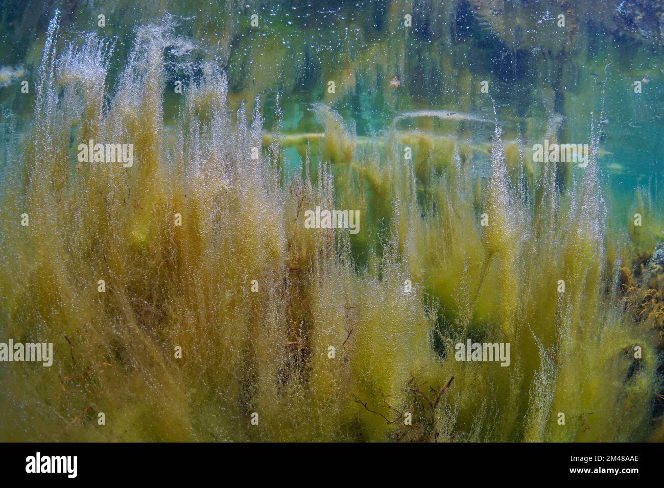 Fleur d'algues dans l'océan, algues filamenteuses sous l'eau, Atlantique est, Espagne Banque D'Images