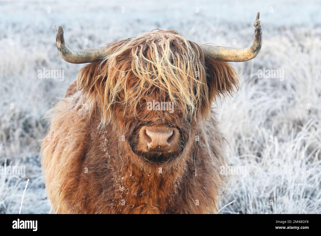 Jeune Scottish Highlander Cow Banque D'Images
