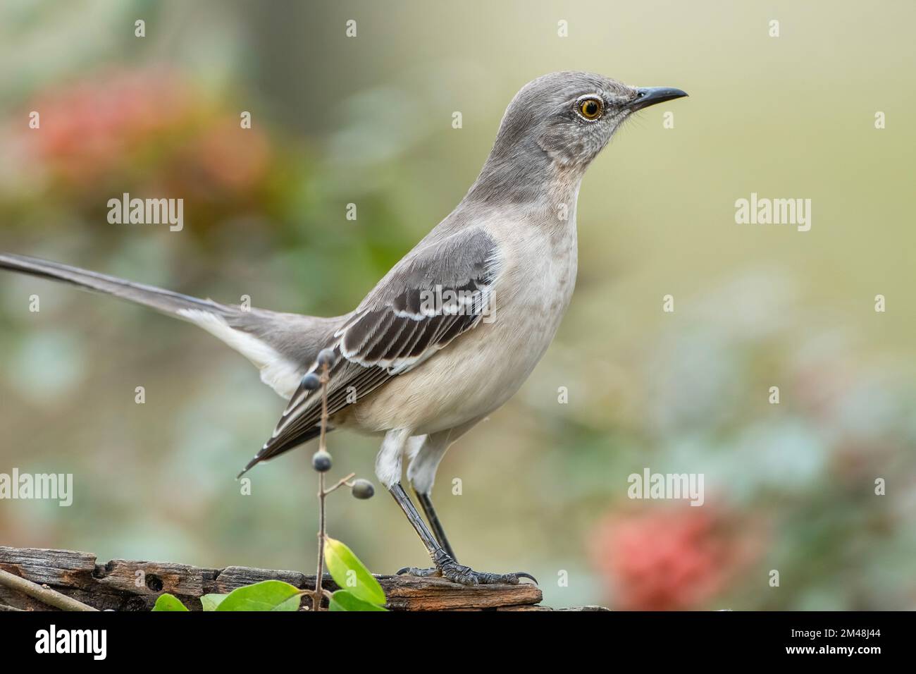 Mockingbird debout dans la vigilance Banque D'Images