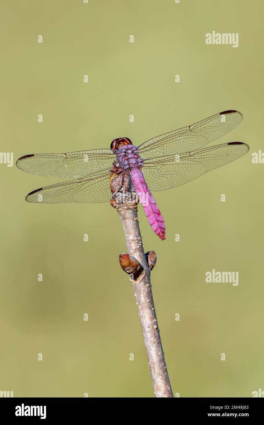 Roseate Skimmer Dragonfly perchée sur le bouckeye, dans le centre-sud de la Louisiane Banque D'Images