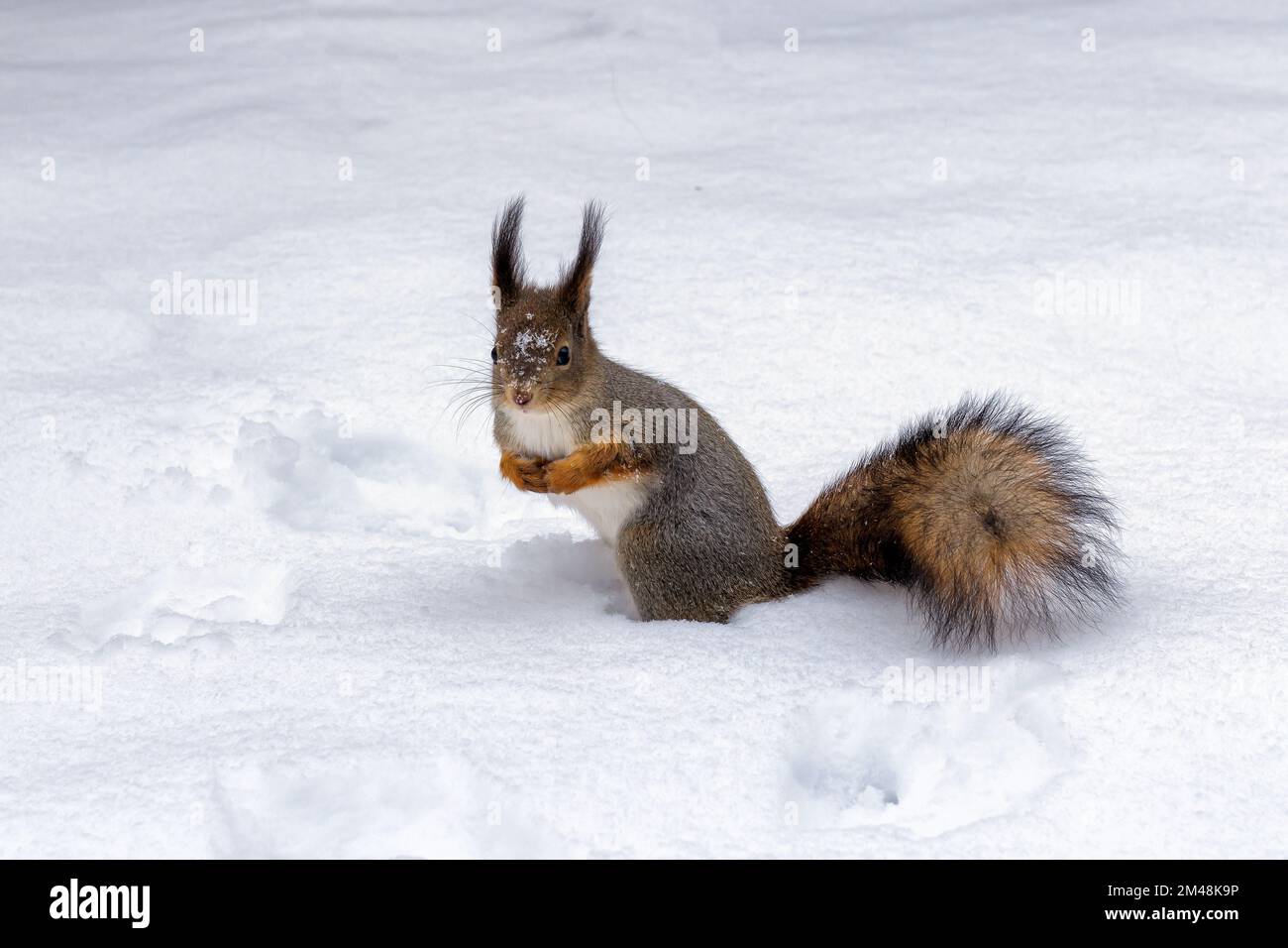Écureuil roux sur neige blanche en hiver. Banque D'Images