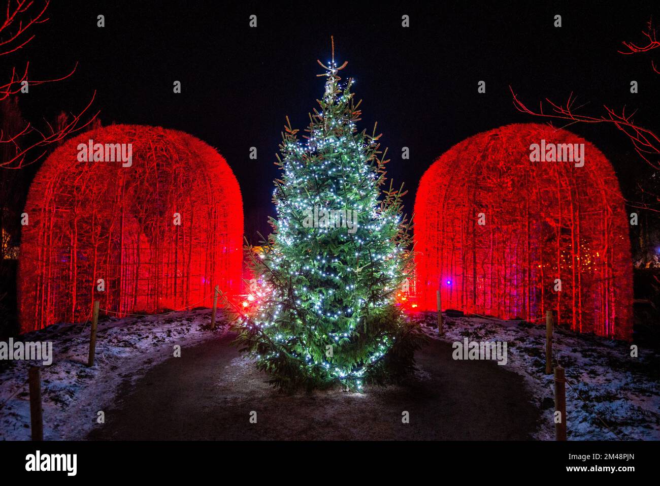 Illuminations de Noël au Alnwick Garden Winter Light Trail, Alnwick, Northumberland, Angleterre, Royaume-Uni Banque D'Images