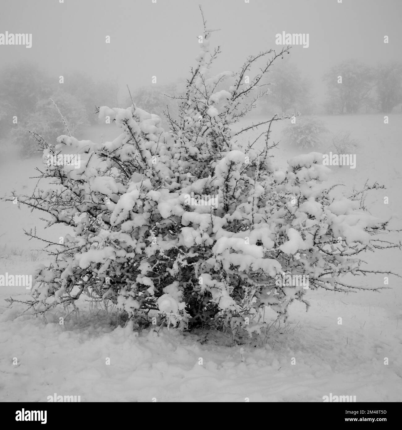 scènes de neige d'hiver avec arbres dépolies Banque D'Images