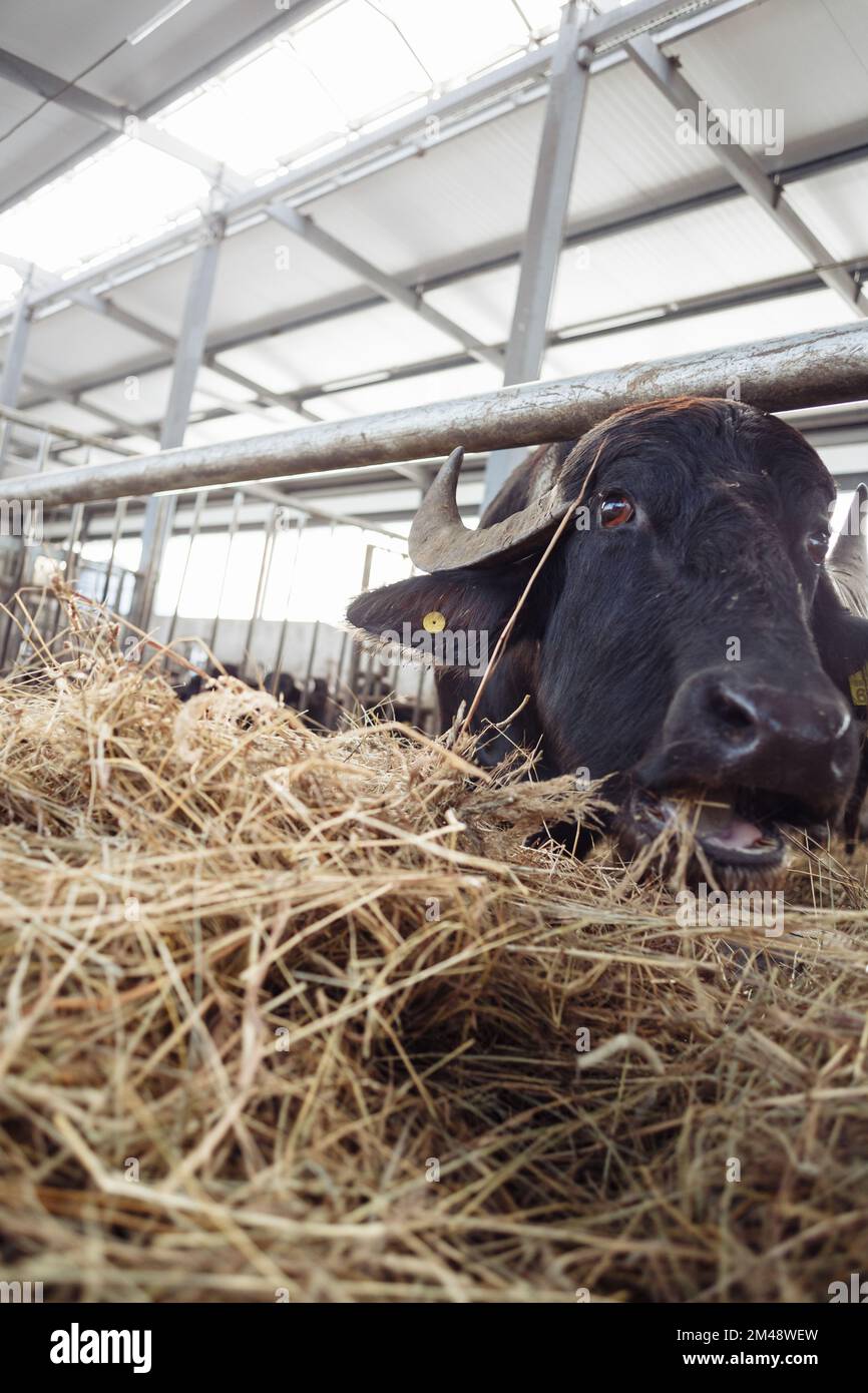 les buffles du stylo ont collé leur tête pour se faire griser. Agriculture, agriculture et élevage concept - un troupeau de buffles mangeant du foin dans une vache Banque D'Images