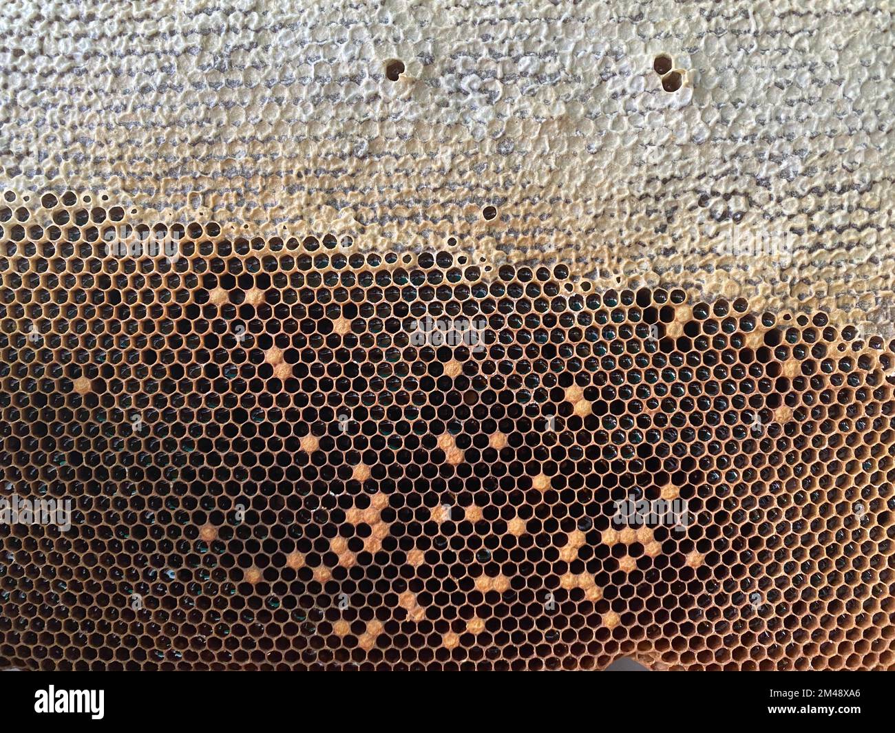 Texture d'arrière-plan et motif d'une section de nid d'abeille de cire d'une ruche d'abeille remplie de miel doré dans une vue plein cadre. Photo de haute qualité Banque D'Images