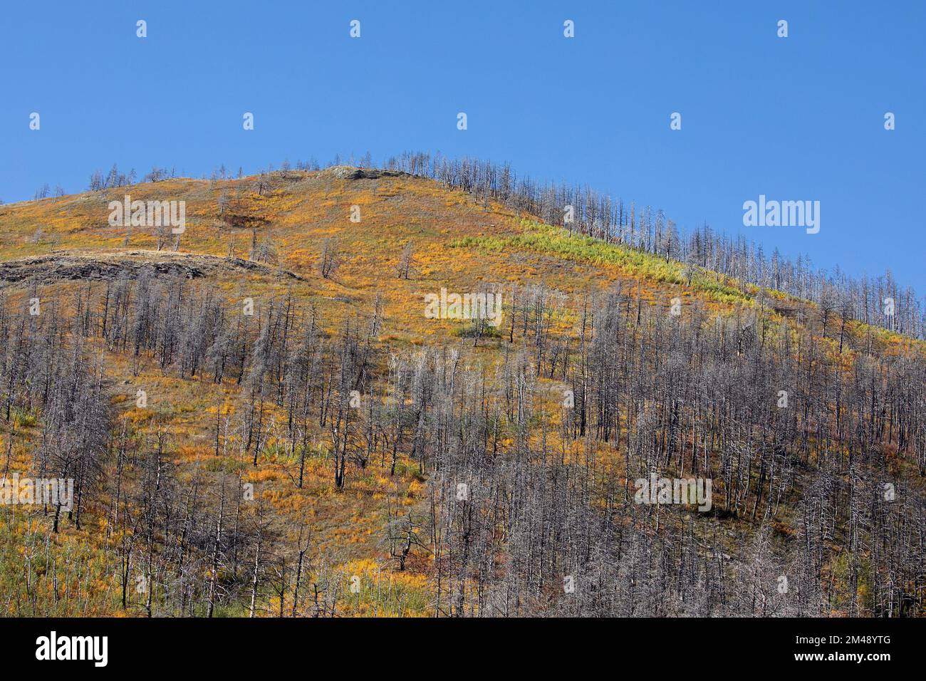 La végétation commence à réglater et à couvrir le sol parmi les arbres morts 5 ans après que la forêt a été brûlée dans le feu de forêt de Kenow, Alberta, Canada. Banque D'Images