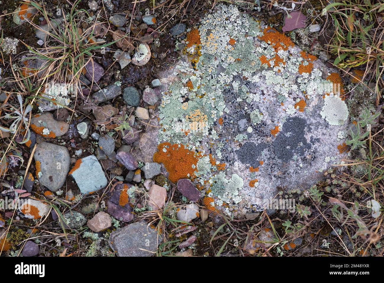 Plusieurs espèces différentes de lichens qui poussent sur une roche dans les contreforts des Rocheuses, parc national des Lacs-Waterton, Alberta, Canada Banque D'Images
