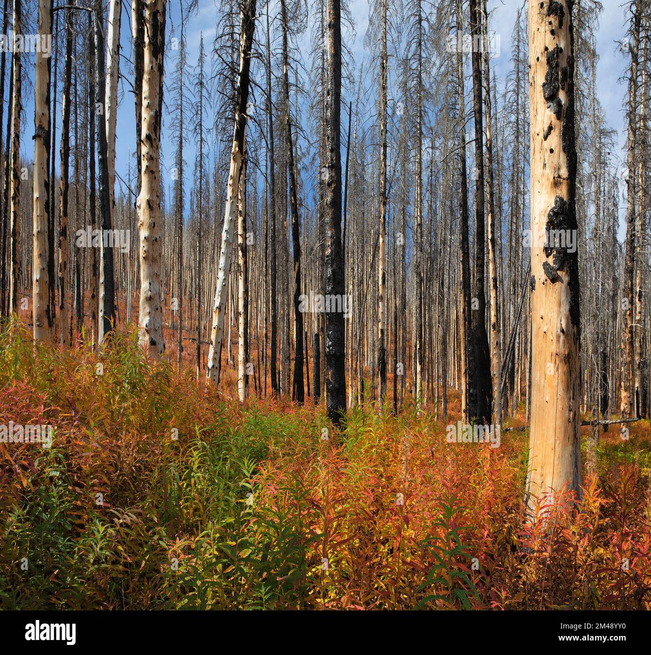 Succession secondaire avec la repousse des mauvaises herbes dans la forêt brûlée par le feu de forêt de Kenow, parc national des Lacs-Waterton, Canada. Epilobium angustifolium Banque D'Images