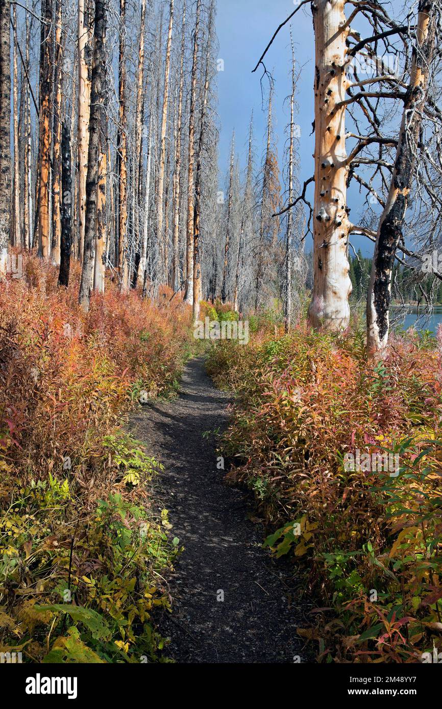 Sentier à travers la forêt brûlée dans le feu de forêt de Kenow avec des arbres morts et des plantes d'herbe à feu en automne, lac Cameron, parc national des Lacs-Waterton, Canada Banque D'Images