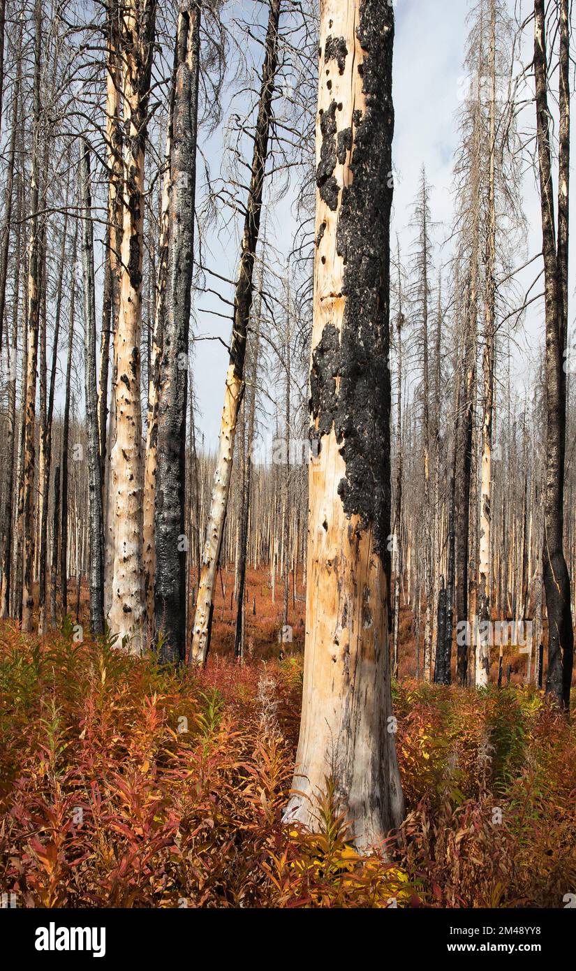 Récupération des incendies de forêt dans la forêt brûlée. La repousse des mauvaises herbes et des arbres charmés tués par les feux de forêt de Kenow, parc national des Lacs-Waterton Canada Banque D'Images