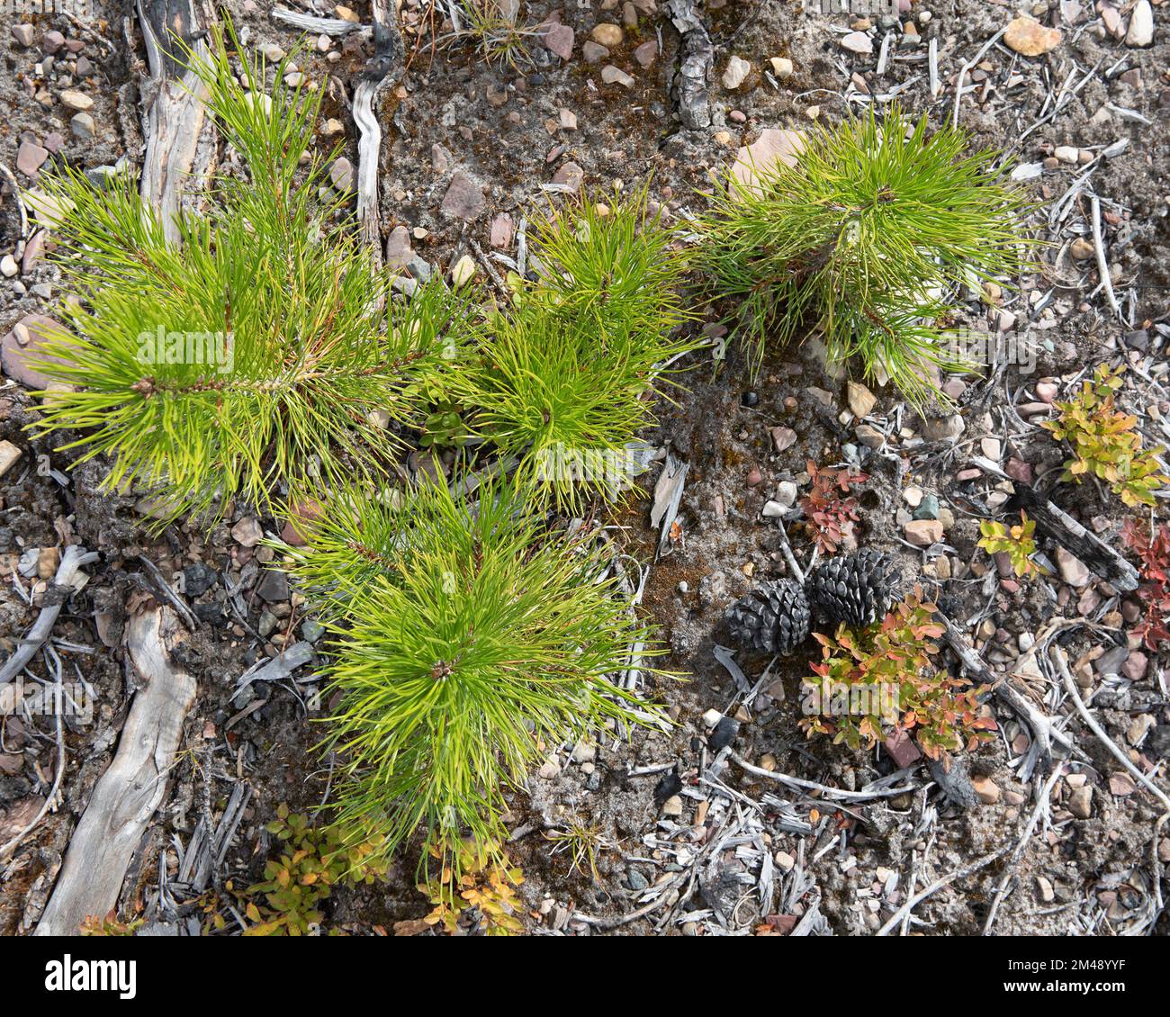 Semis de pin tordu poussant dans un sol rocheux sur le sol forestier. Régénération 5 ans après la combustion de la région à Kenow, au Canada. Pinus contorta Banque D'Images