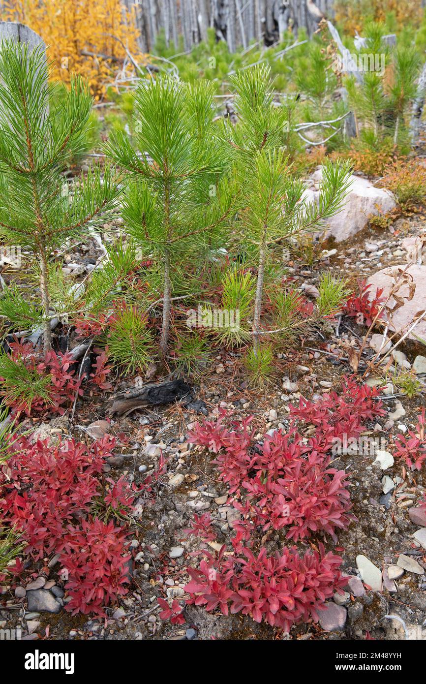 Les semis de pin tordu se régénérant sur le sol forestier 5 ans après la combustion de la zone dans le feu de forêt de Kenow, parc Waterton, Canada. Pinus contorta Banque D'Images