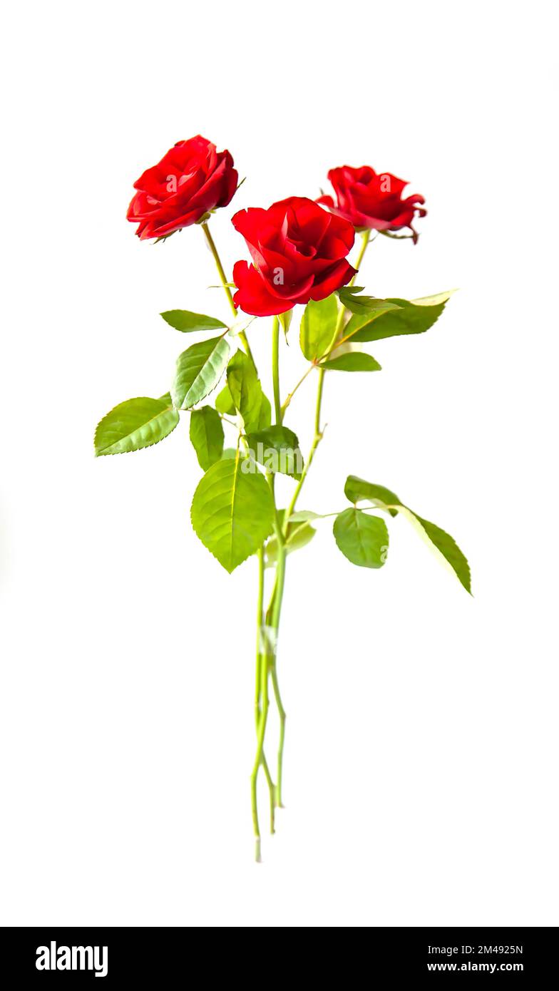 Roses rouges sur fond blanc Banque D'Images