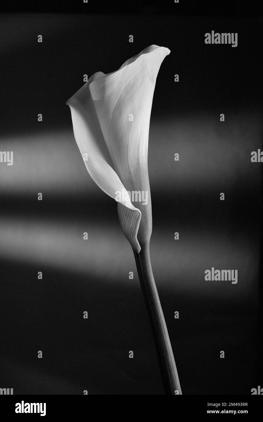 Échelle de gris verticale d'une fleur de lys d'arum sur fond noir avec ombres Banque D'Images