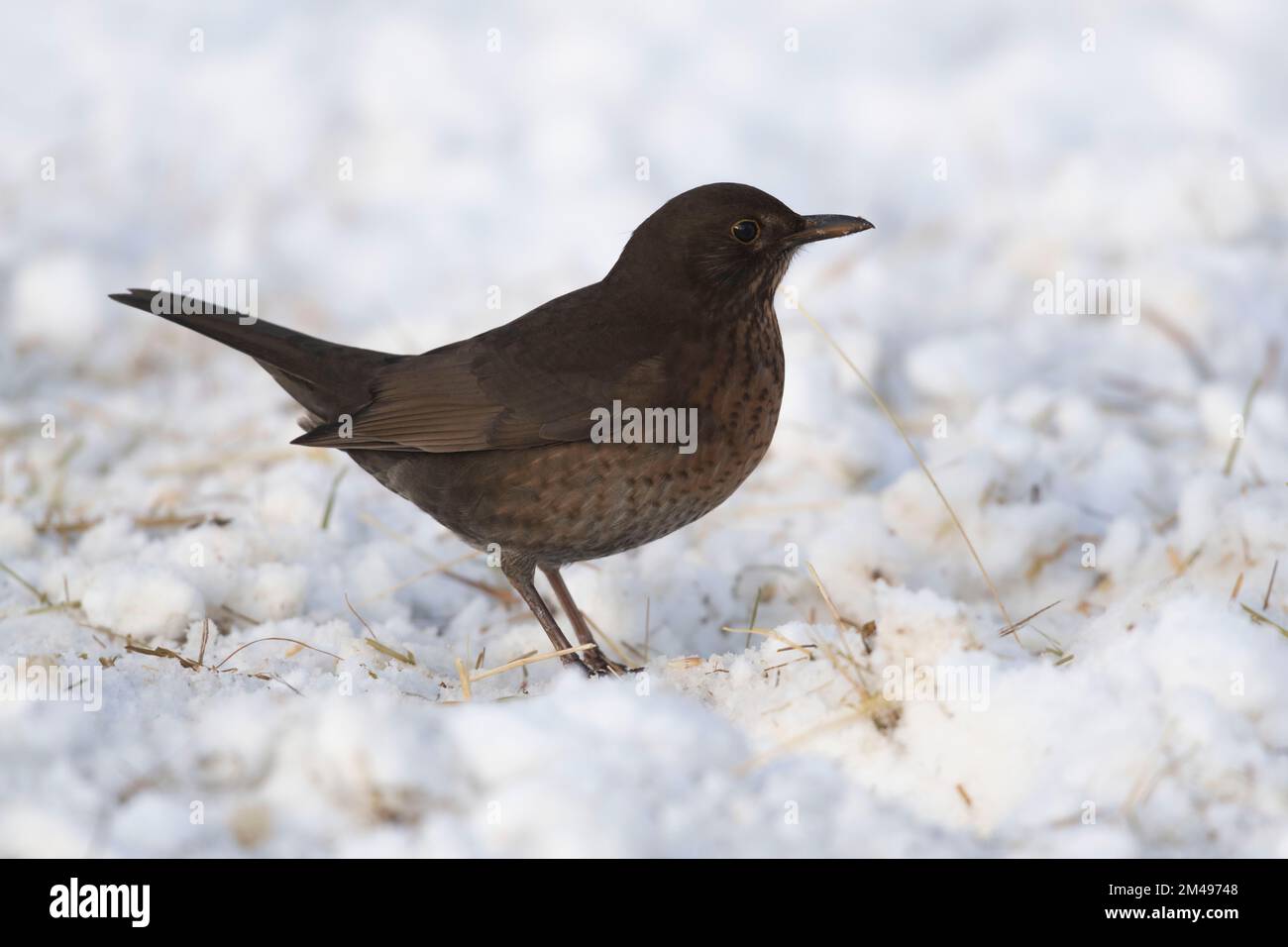 Un oiseau-noir femelle (Turdus Merula) à la recherche de nourriture dans le foin dispersé sur la neige Banque D'Images