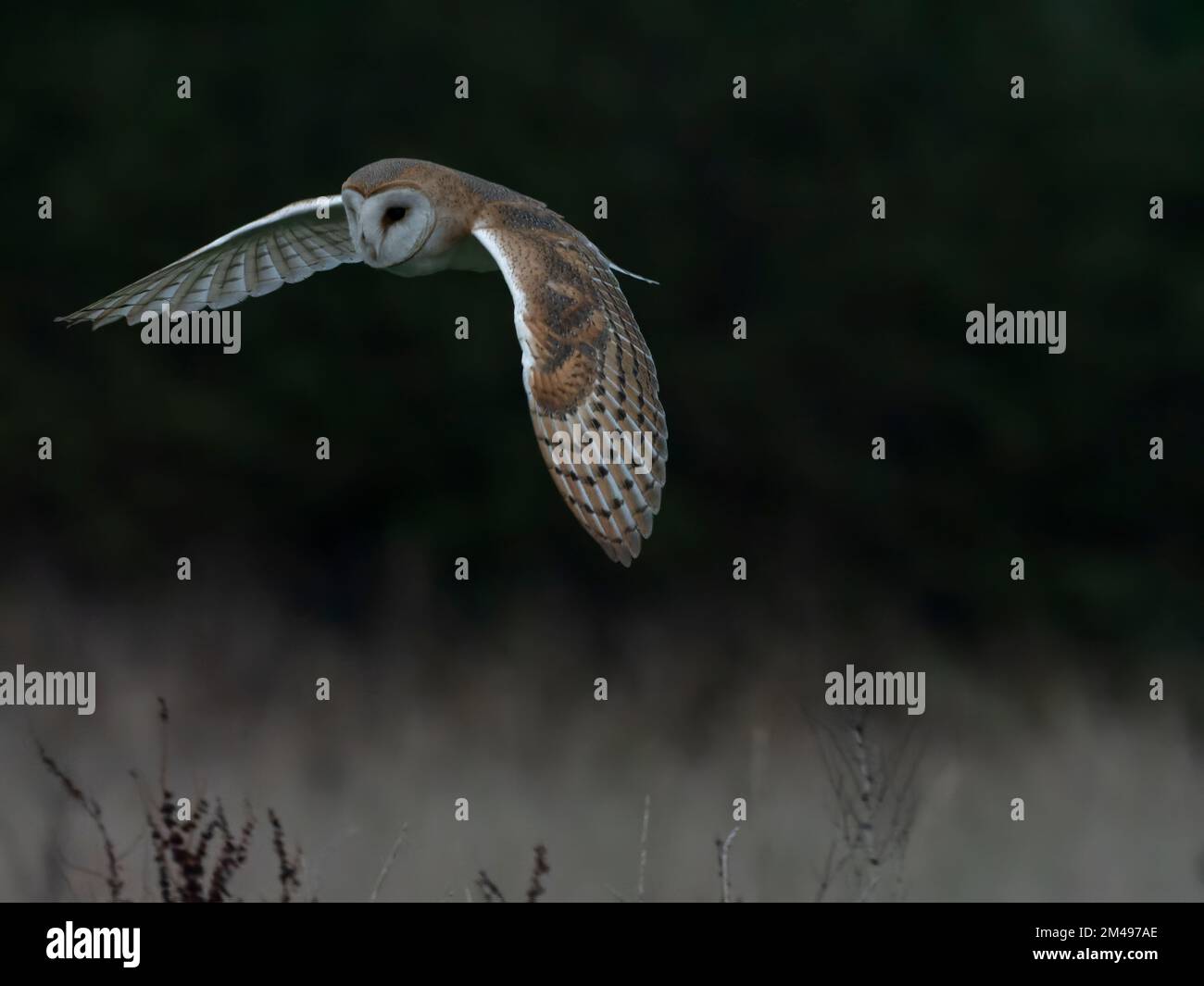 OWL de la grange chasse dans un pré en fin d'après-midi. Banque D'Images