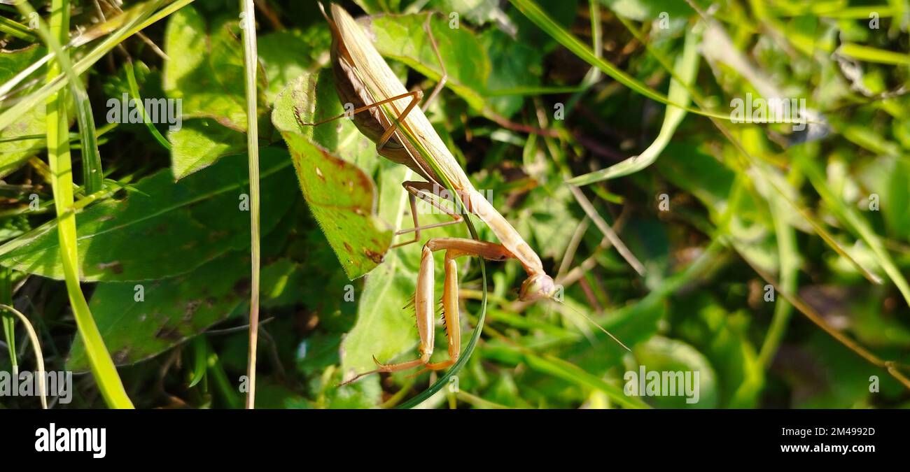 Gros plan d'une grande mante de prière sur des feuilles vertes Banque D'Images