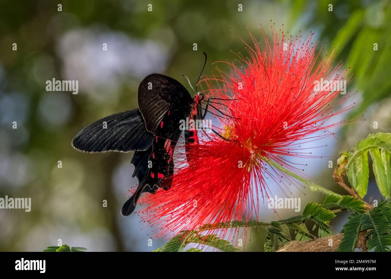 Gros plan d'un seul papillon noir et rouge sur une fleur rouge Banque D'Images