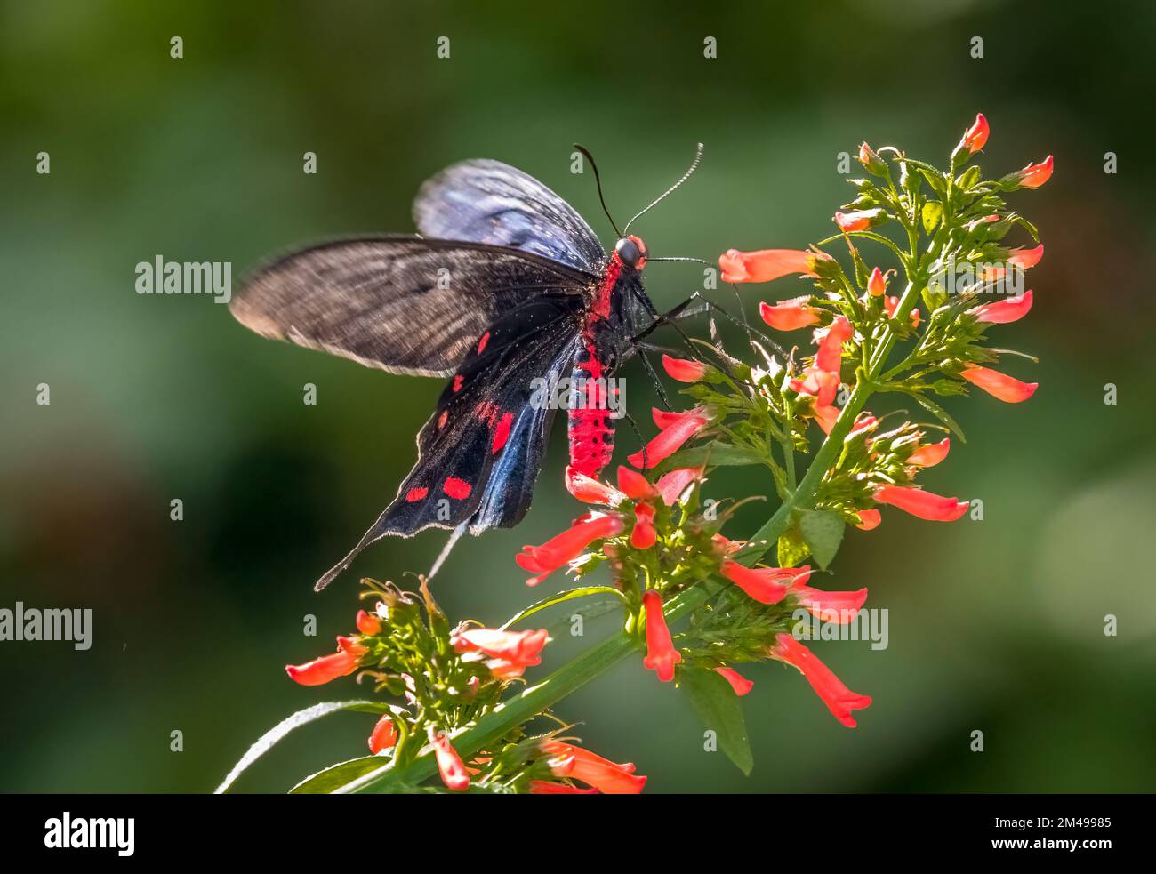 Gros plan d'un seul papillon noir et rouge sur une fleur rouge Banque D'Images