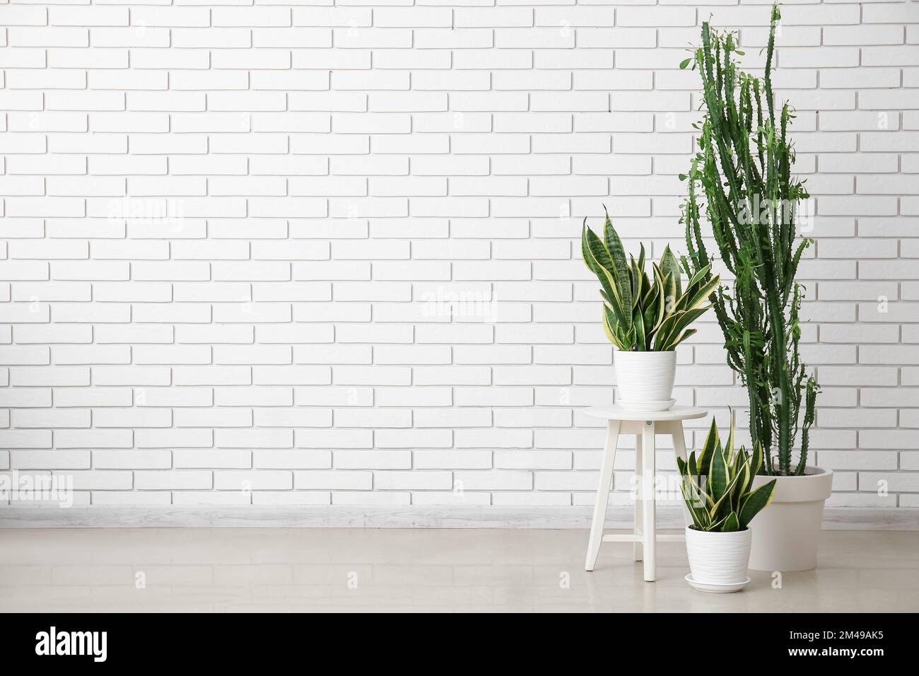 Grand cactus vert avec plantes de serpent et tabouret près du mur de brique blanche Banque D'Images