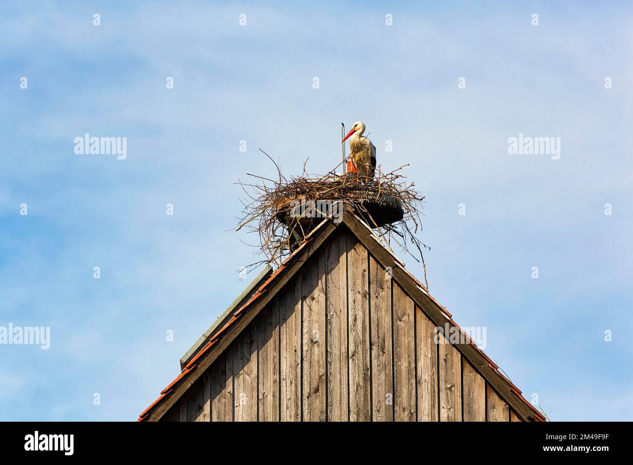 Ciconie blanche (Ciconia ciconia) dans un nid sur un toit de maison, saison de reproduction dans le village de cigognes d'Elbrinxen, Luegde, Teutoburger Wald Eggebirge nature Banque D'Images
