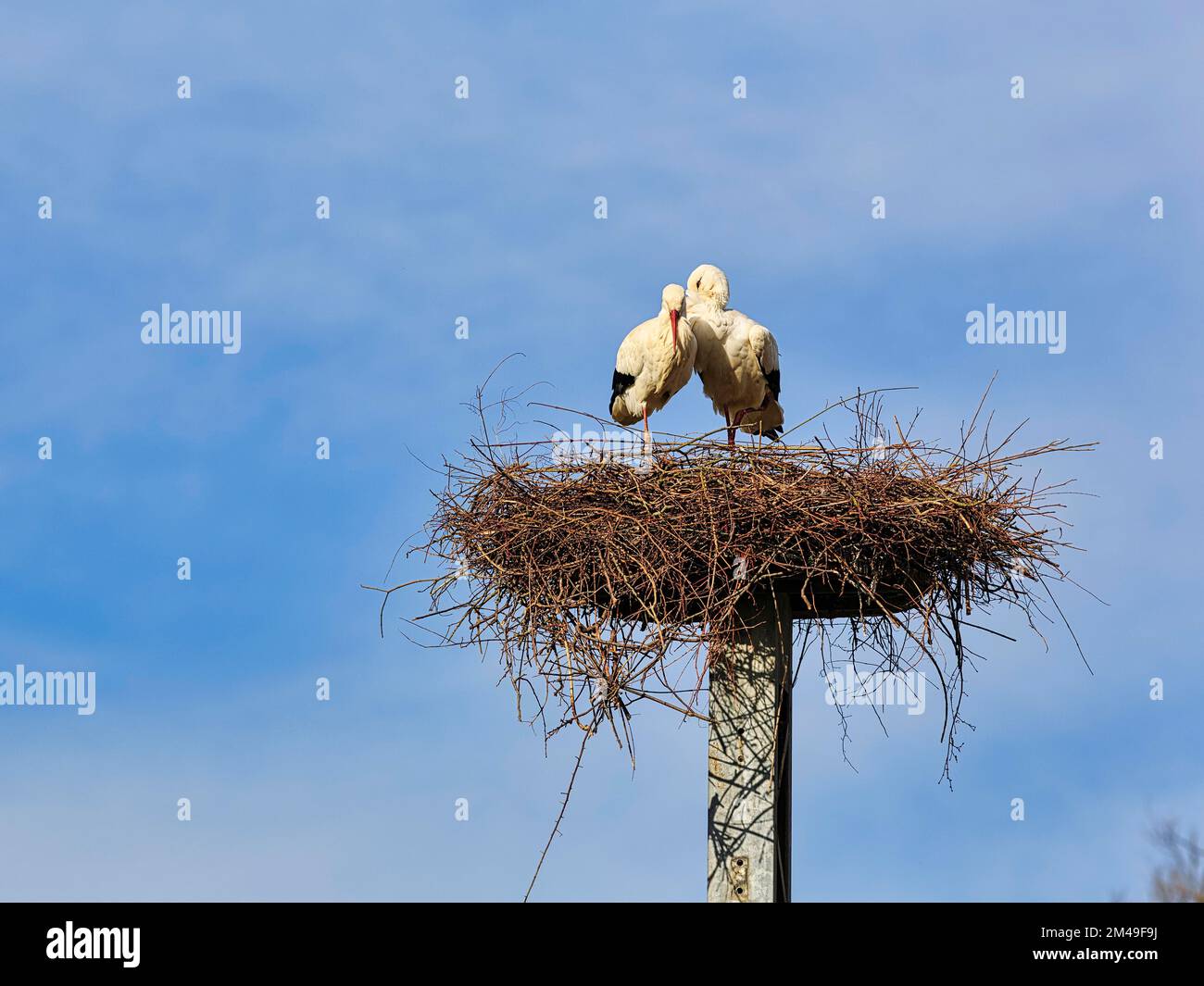 Cicongs blancs (Ciconia ciconia), couple en nid, saison de reproduction dans le village de cigognes Elbrinxen, Luegde, parc naturel Teutoburger Wald Eggebirge Banque D'Images