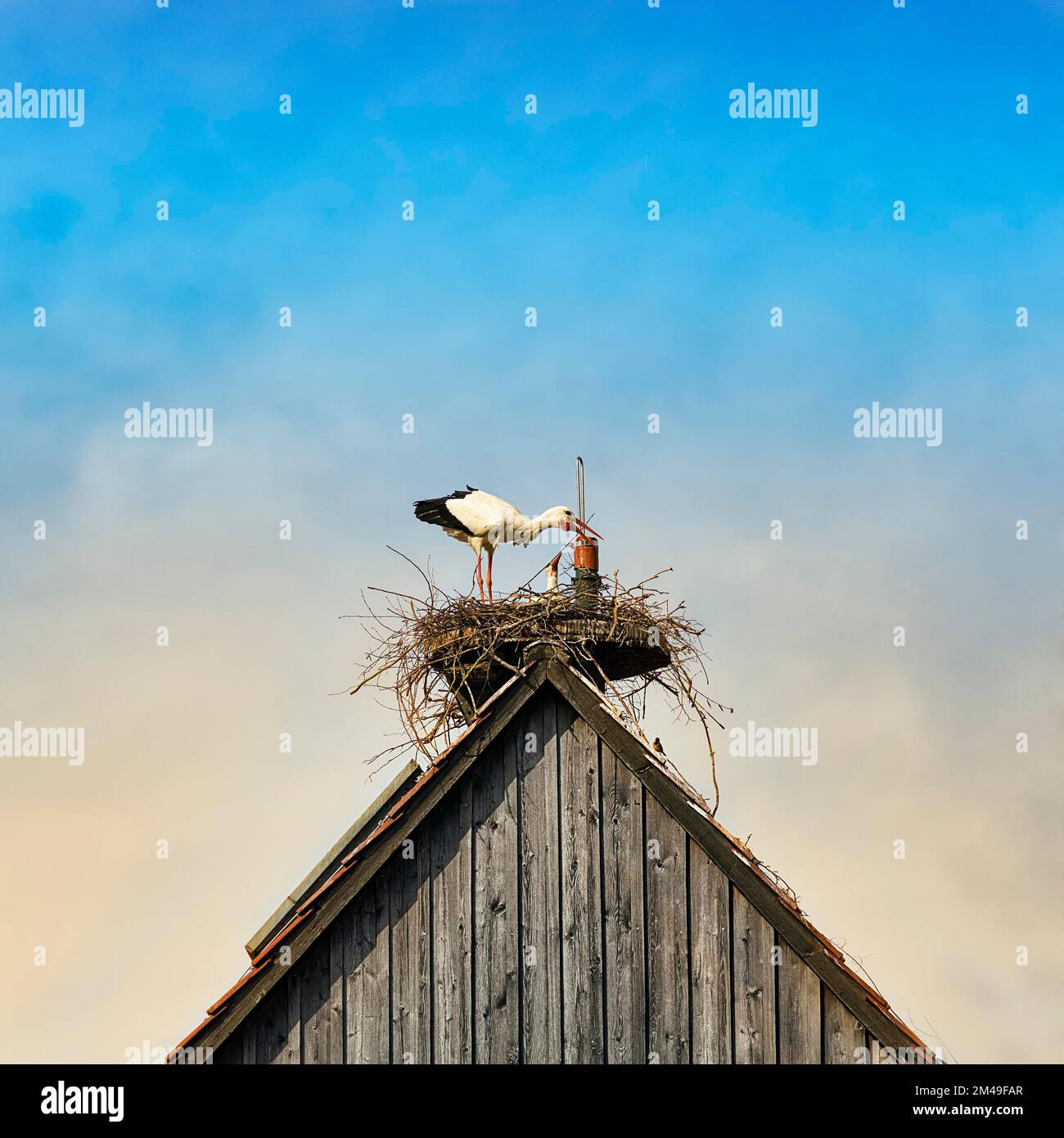 Cicongs blancs (Ciconia ciconia), paire en nid sur le toit de la maison, saison de reproduction dans le village de cigognes Elbrinxen, Luegde, Teutoburger Wald Eggebirge nature Banque D'Images