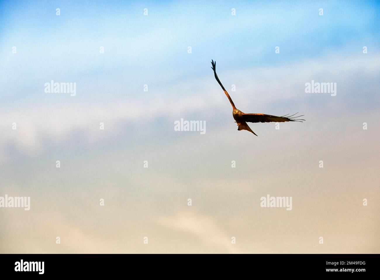 Red Kite (Milvus milvus) en vol, Luegde, Teutoburg Forest Parc naturel d'Eggebirge, Allemagne Banque D'Images