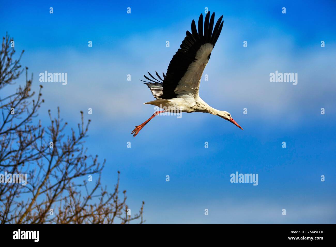 White Stork (Ciconia ciconia) en vol, Stork Village Elbrinxen, Luegde, parc naturel Teutoburger Wald Eggebirge, Allemagne Banque D'Images