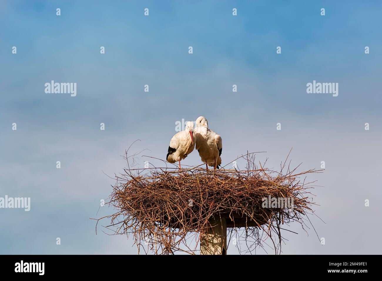 Cicongs blancs (Ciconia ciconia), couple en nid, saison de reproduction dans le village de cigognes Elbrinxen, Luegde, parc naturel Teutoburger Wald Eggebirge Banque D'Images