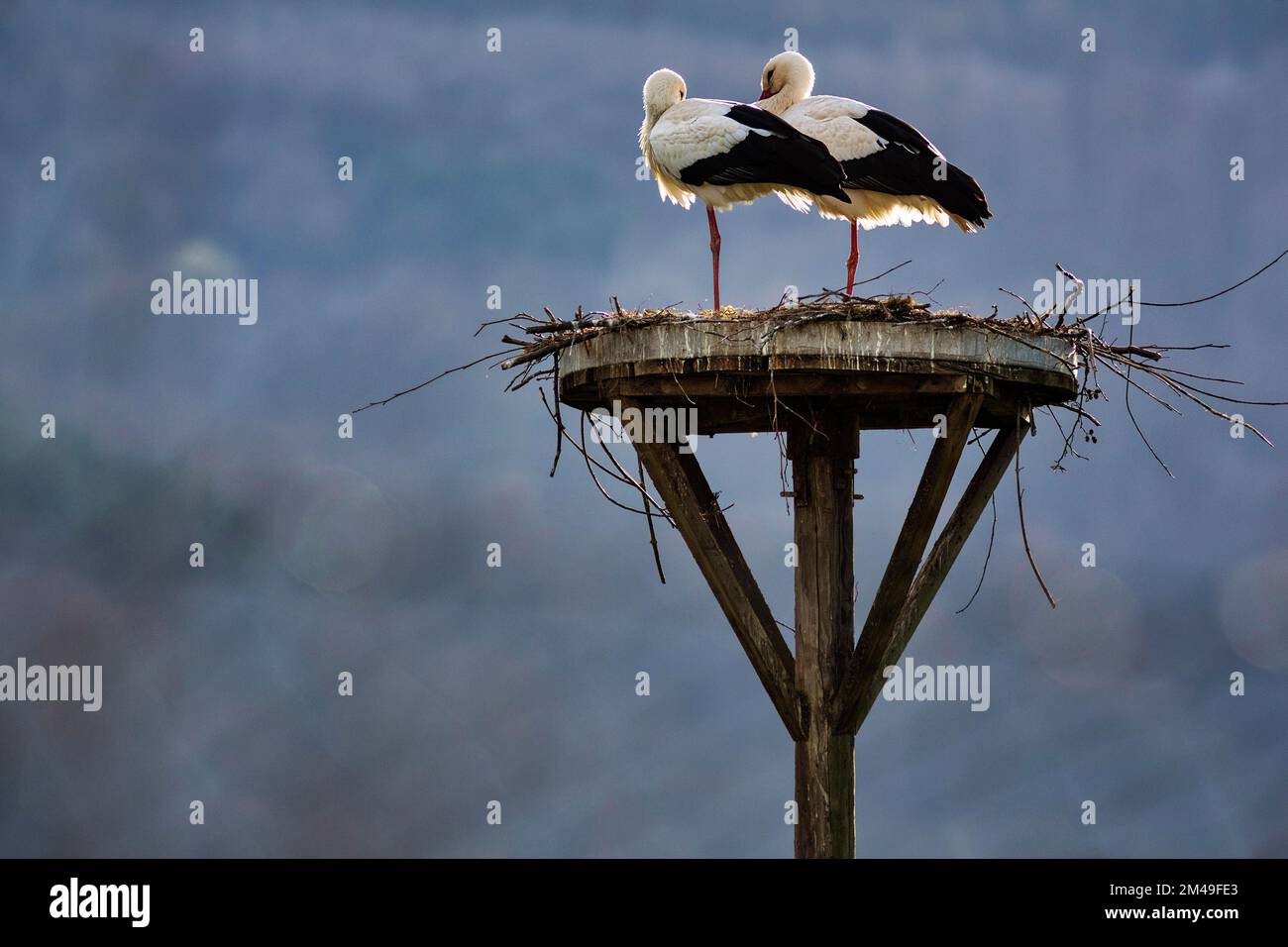 Cicongs blancs (Ciconia ciconia), couple en nid, saison de reproduction dans le village de cigognes Elbrinxen, Luegde, parc naturel Teutoburger Wald Eggebirge Banque D'Images