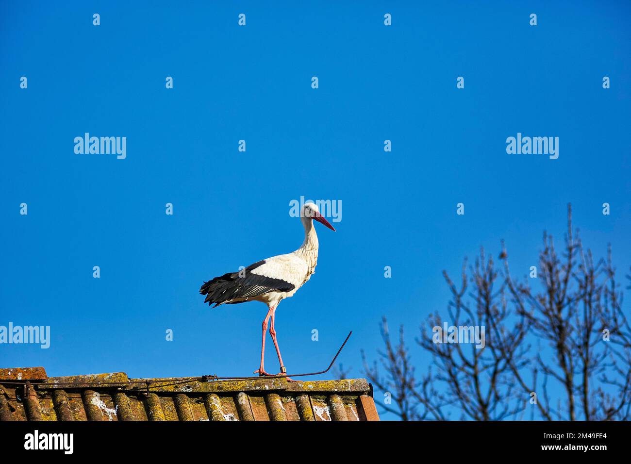 Ciconie blanche (Ciconia ciconia) sur le toit de la maison, village d'Elbrinxen, Luegde, parc naturel de Teutoburger Wald Eggebirge, Allemagne Banque D'Images