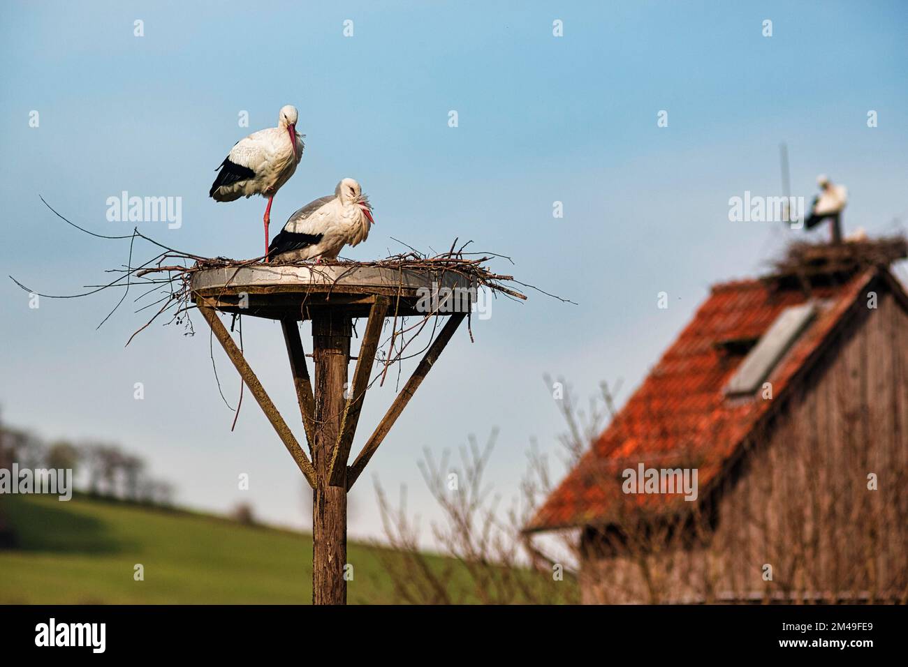 Cicongs blancs (Ciconia ciconia), couple en nid, saison de reproduction dans le village de cigognes Elbrinxen, Luegde, parc naturel Teutoburger Wald Eggebirge Banque D'Images