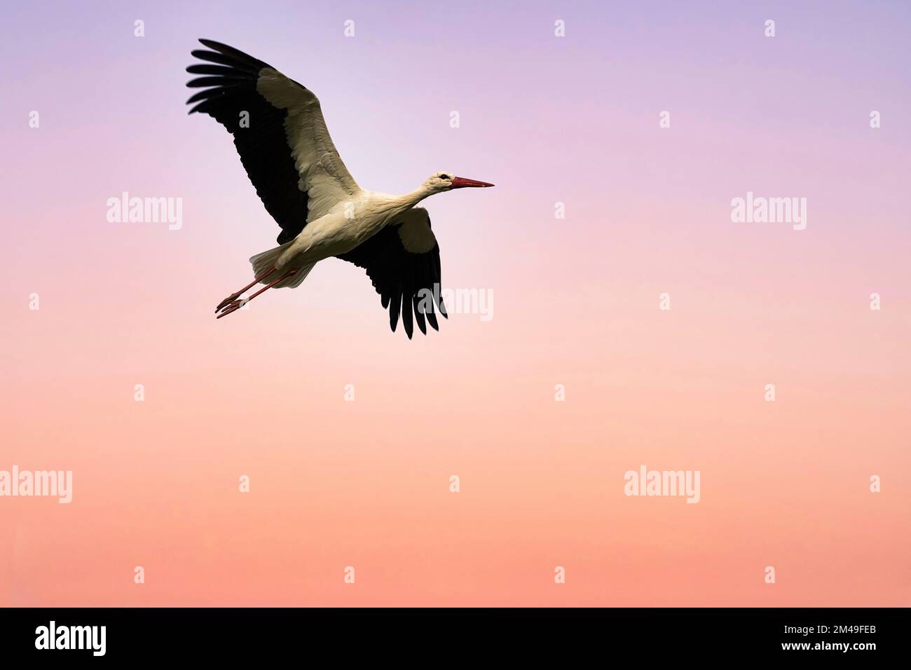 Ciconie blanche (Ciconia ciconia) volant dans le ciel nocturne, village de cigognes d'Elbrinxen, Luegde, parc naturel de Teutoburger Wald Eggebirge, Allemagne Banque D'Images