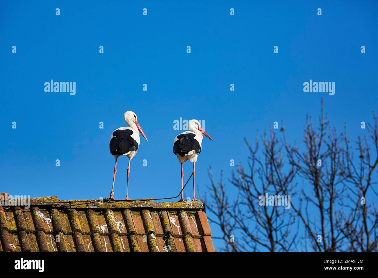 Ciconies blanches (Ciconia ciconia), paire sur le toit de la maison, saison de reproduction dans le village de cigognes Elbrinxen, Luegde, parc naturel Parc Teutoburger Wald Banque D'Images