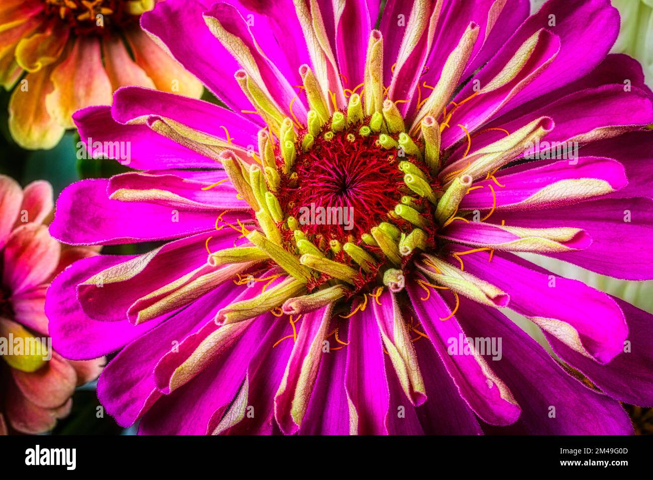 Gros plan Pink Zinnia Banque D'Images