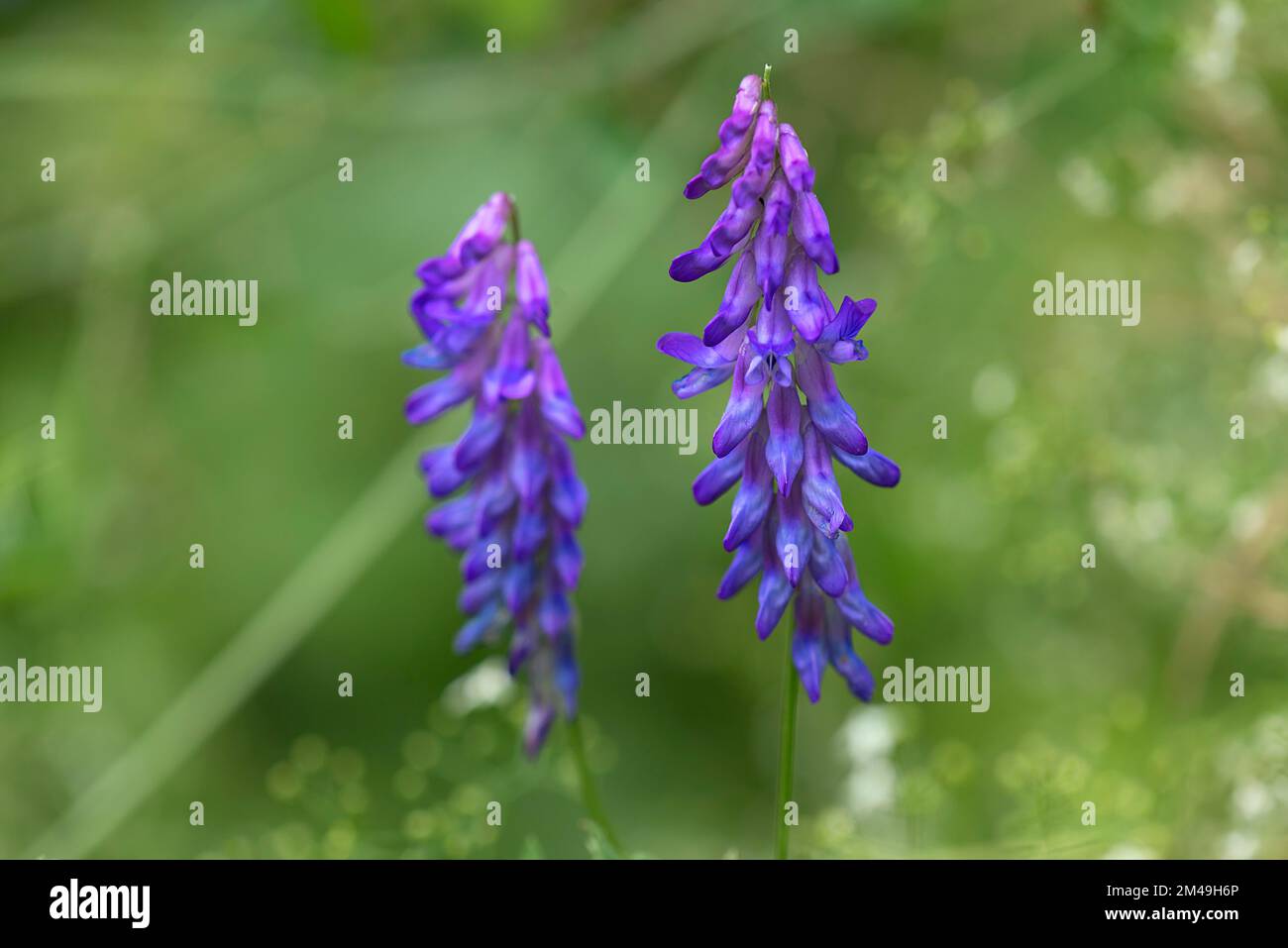 Etch d'oiseau (Vicia racca agg.), Allgaeu, Bavière, Allemagne Banque D'Images