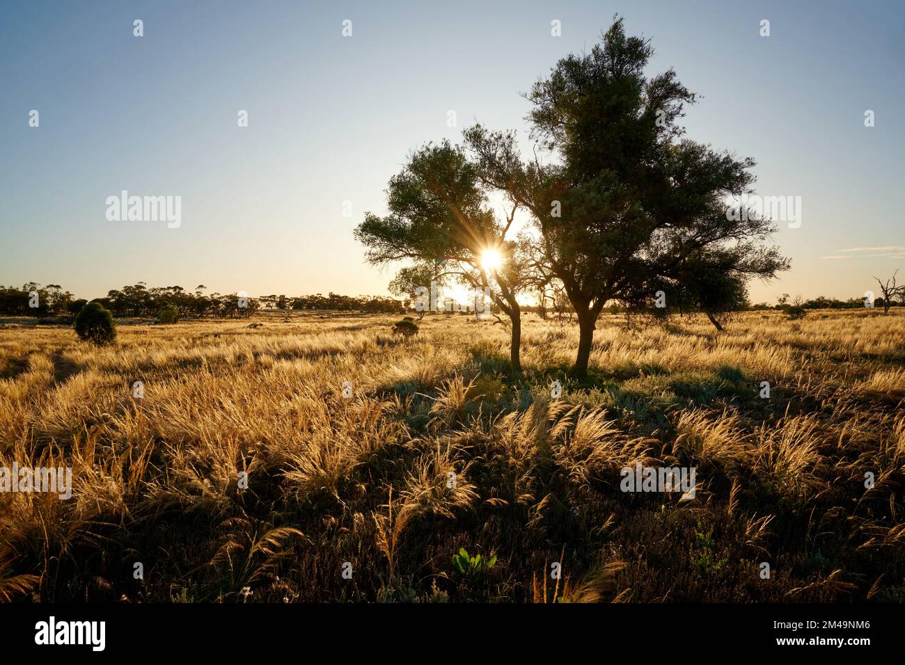 Paysage de printemps dans le nord-ouest de Victoria, Australie. La lumière de la fin de l'après-midi illumine l'herbe de Spear indigène dans ce lieu semi-aride. Banque D'Images
